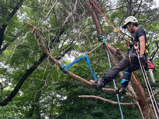 「ロープを使用し、どんな大木やどんな場所でも必ず伐採します！事業保険も加入済み」サービスの画像
