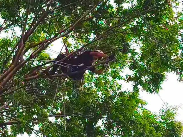 「ロープを使用し、どんな大木やどんな場所でも必ず伐採します！事業保険も加入済み」サービスの画像
