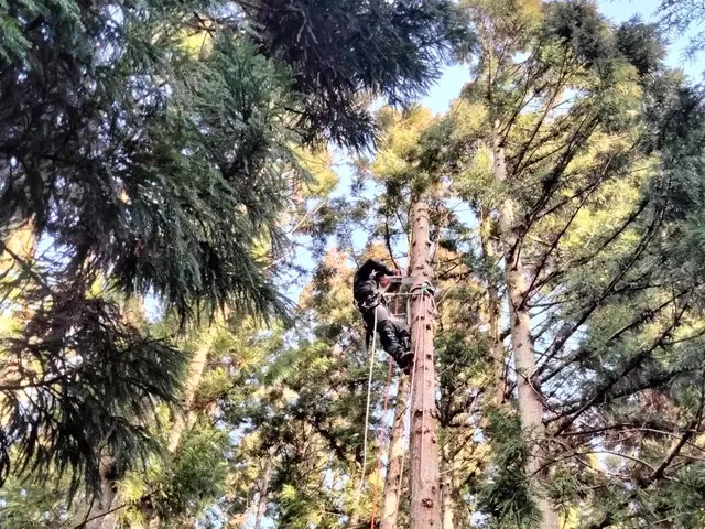 「ロープを使用し、どんな大木やどんな場所でも必ず伐採します！事業保険も加入済み」サービスの画像