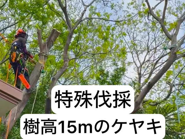 特殊伐採の専門家｜高木・危険木の伐採承ります【低木も対応可・神社様の伐採経験有】サービスの画像