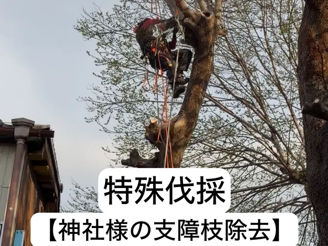 特殊伐採の専門家｜高木・危険木の伐採承ります【低木も対応可・神社様の伐採経験有】サービスの画像