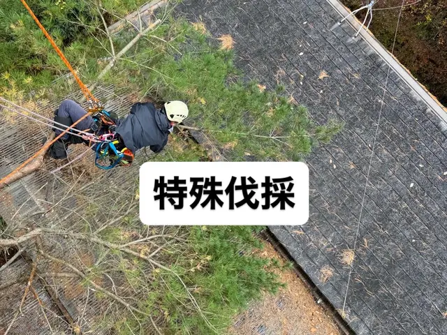 特殊伐採の専門家｜高木・危険木の伐採承ります【低木も対応可】サービスの画像