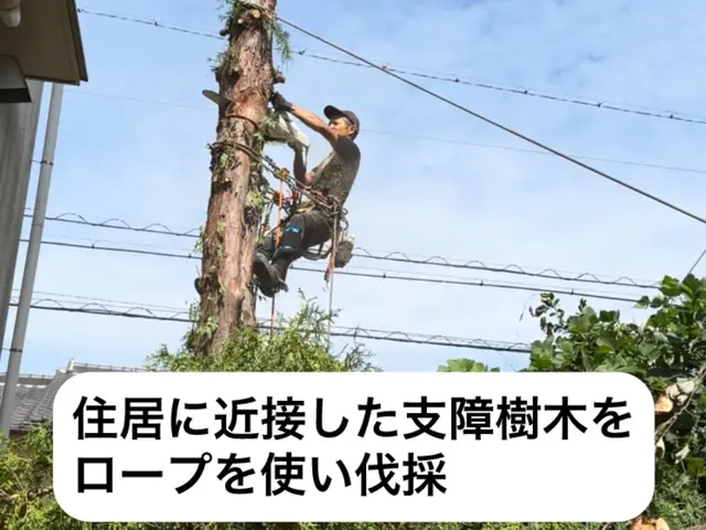 「ロープを使用し、どんな大木やどんな場所でも必ず伐採します！事業保険も加入済み」サービスの画像