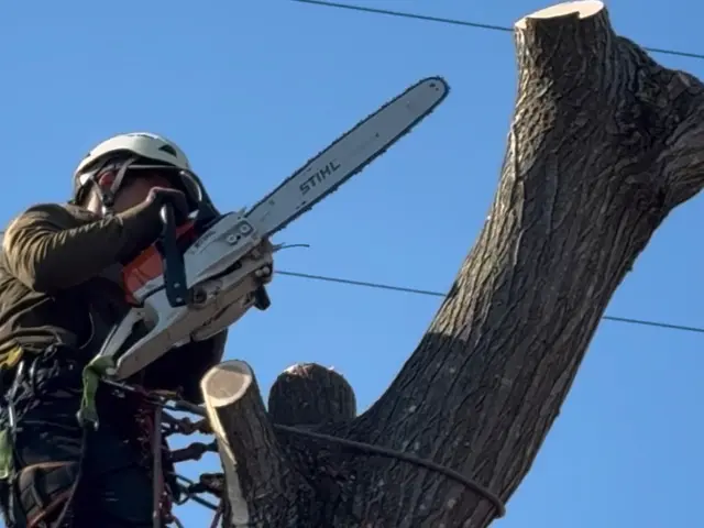 特殊伐採の専門家｜高木・危険木の伐採承ります【低木も対応可】サービスの画像