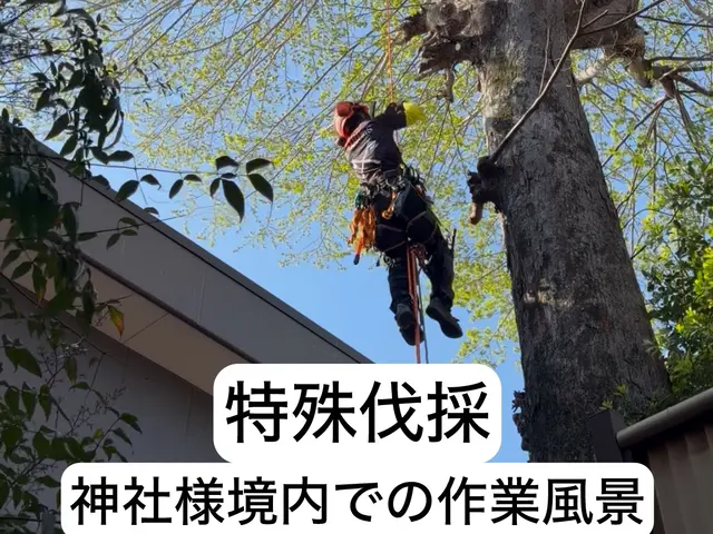 特殊伐採の専門家｜高木・危険木の伐採承ります【低木も対応可・神社様の伐採経験有】サービスの画像