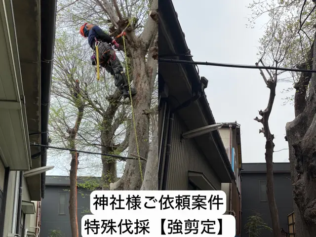 特殊伐採の専門家｜高木・危険木の伐採承ります【低木も対応可・神社様の伐採経験有】サービスの画像