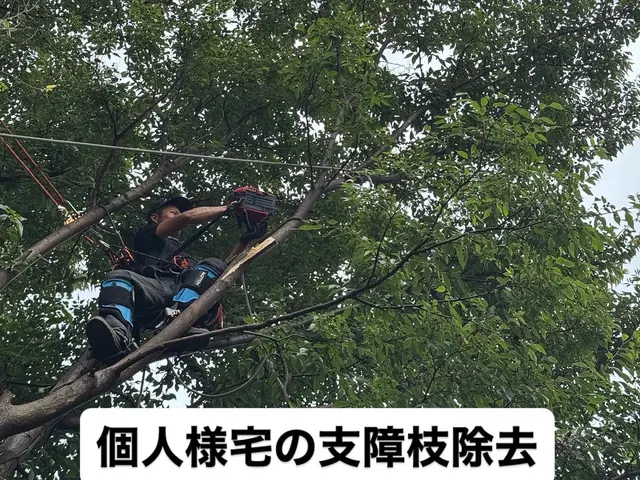 「ロープを使用し、どんな大木やどんな場所でも必ず伐採します！事業保険も加入済み」サービスの画像