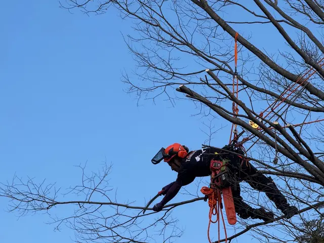 特殊伐採の専門家｜高木・危険木の伐採承ります【低木も対応可・神社様の伐採経験有】サービスの画像