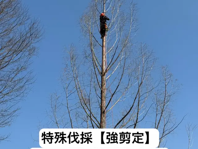 特殊伐採の専門家｜高木・危険木の伐採承ります【低木も対応可・神社様の伐採経験有】サービスの画像