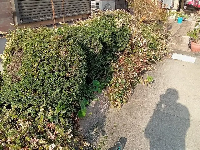 【PayPay・カード決済OK】庭木1本だけでもOK。処分費込です。サービスの画像