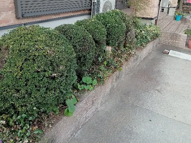 【PayPay・カード決済OK】庭木1本だけでもOK。処分費込です。サービスの画像