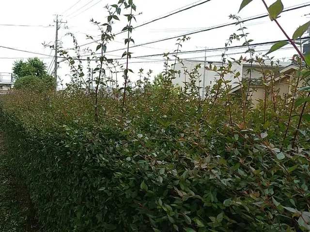 【PayPay・カード決済OK】庭木1本だけでもOK。処分費込です。サービスの画像