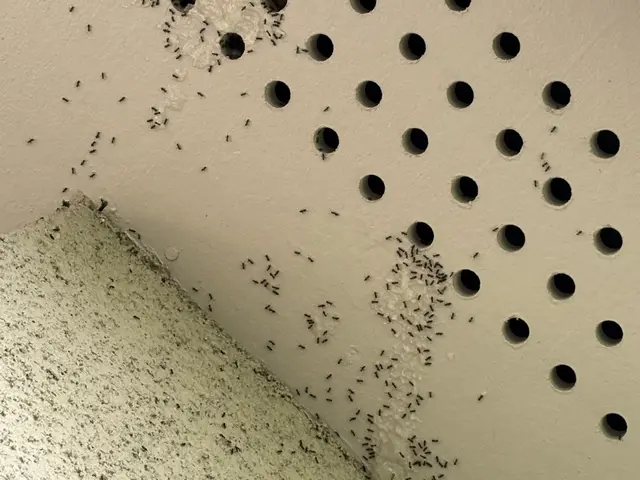 クロアリ駆除薬剤散布、ベイト剤設置サービスの画像