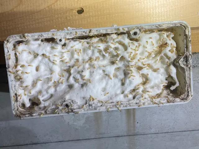 【業界歴15年の実績】シロアリ防除施工士が責任を持って調査〜施工まで担当します。サービスの画像