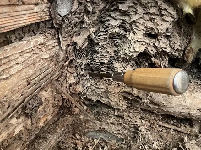 【業界歴15年の実績】シロアリ防除施工士が責任を持って調査〜施工まで担当します。サービスの画像