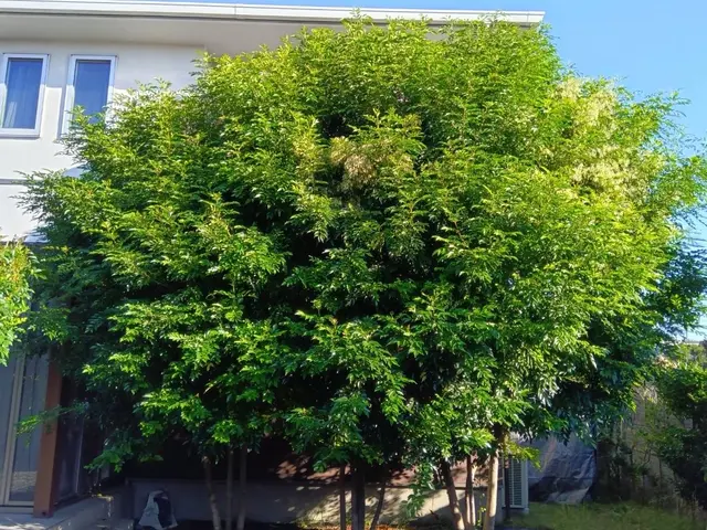 剪定経験多数な職人と一緒にお伺いいたします。早朝可能！サービスの画像