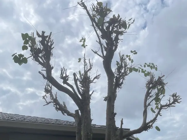 剪定経験多数な職人と一緒にお伺いいたします。早朝可能！サービスの画像