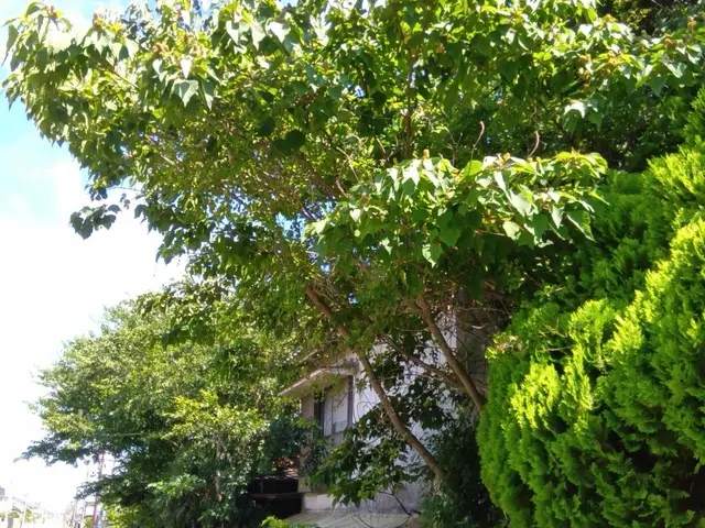 剪定経験多数な職人と一緒にお伺いいたします。早朝可能！サービスの画像