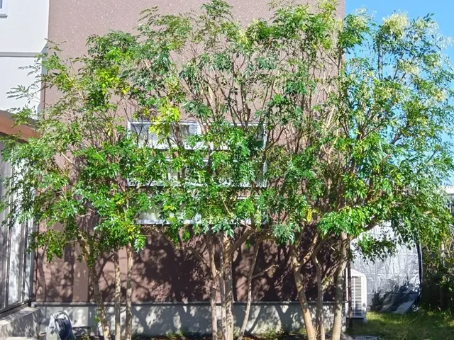 剪定経験多数な職人と一緒にお伺いいたします。早朝可能！サービスの画像