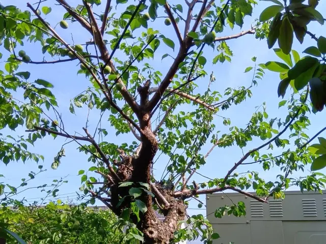 剪定経験多数な職人と一緒にお伺いいたします。早朝可能！サービスの画像