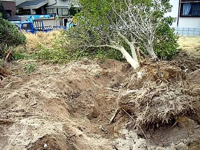 ◆写真は「重機」を使った『伐根』作業です。◆「チエンソー」で『伐採』も致します。サービスの画像