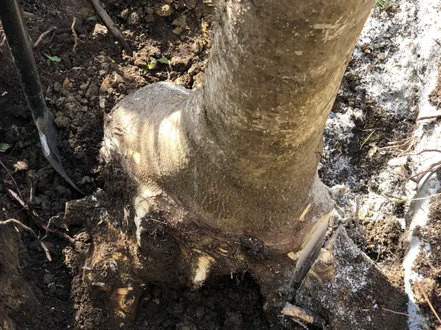 【業歴30年の知識と技術】伐採・抜根お任せ下さい！サービスの画像