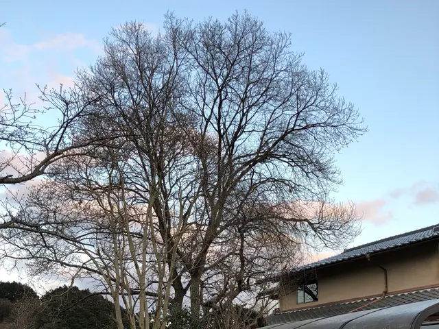 【業歴30年の知識と技術】伐採・抜根お任せ下さい！サービスの画像