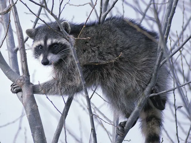 駆除専門の駆除王！ｱﾗｲｸﾞﾏ・ﾊｸﾋﾞｼﾝ・ｲﾀﾁ駆除の技術・費用に自信ありサービスの画像