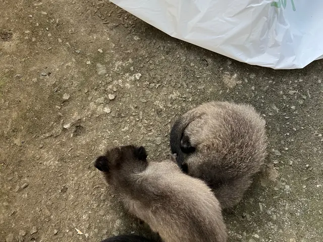 駆除専門の駆除王！ｱﾗｲｸﾞﾏ・ﾊｸﾋﾞｼﾝ・ｲﾀﾁ駆除の技術・費用に自信ありサービスの画像