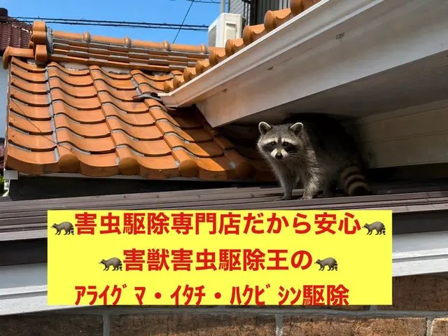 害虫駆除の専門家だから安心！駆除王のｲﾀﾁ・ｱﾗｲｸﾞﾏ・ﾊｸﾋﾞｼﾝ駆除！サービスの画像