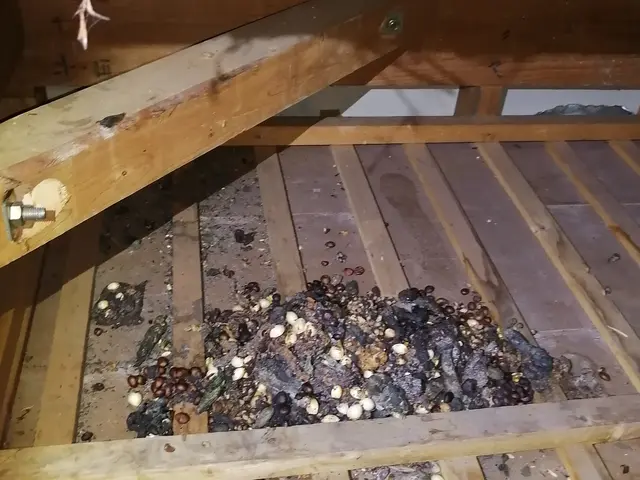 駆除専門の駆除王！ｱﾗｲｸﾞﾏ・ﾊｸﾋﾞｼﾝ・ｲﾀﾁ駆除の技術・費用に自信ありサービスの画像