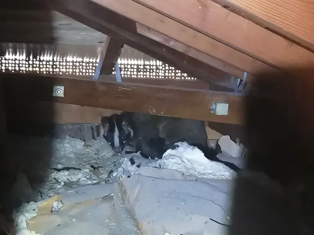 駆除専門の駆除王！ｱﾗｲｸﾞﾏ・ﾊｸﾋﾞｼﾝ・ｲﾀﾁ駆除の技術・費用に自信ありサービスの画像