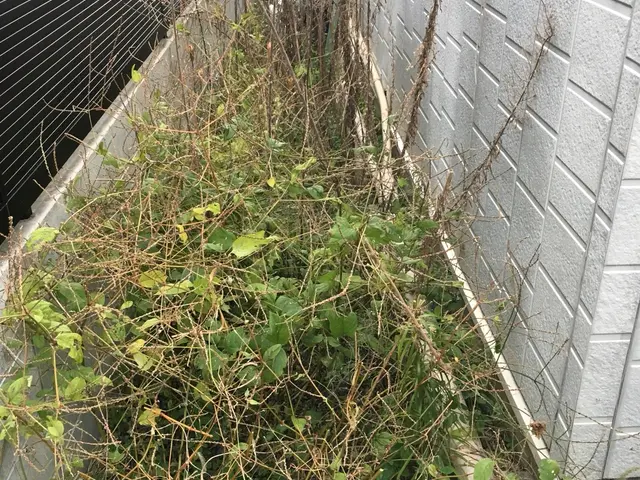 ☆雑草処理は根元から☆雑草処理お任せ下さい草刈機での草刈りも対応致します。サービスの画像