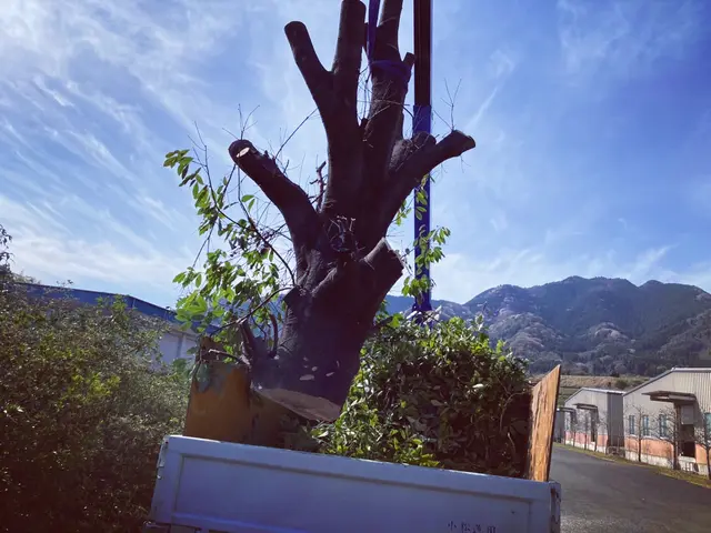 クレーン車で作業できるので高い木まで安全に作業できます！サービスの画像