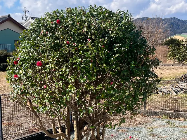 【剪定1本からOK】☆予約から施工まで100％自社対応☆【女性スタッフ同行可】サービスの画像