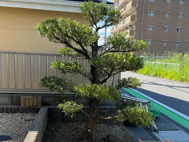 【剪定1本からOK】☆予約から施工まで100％自社対応☆【女性スタッフ同行可】サービスの画像