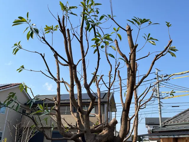 【剪定1本からOK】☆予約から施工まで100％自社対応☆【女性スタッフ同行可】サービスの画像