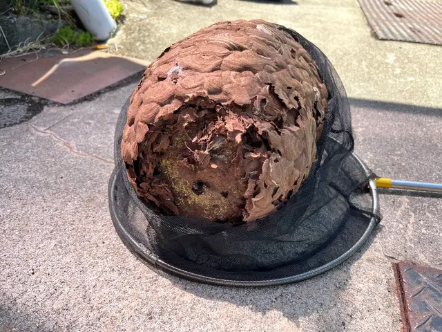 即日対応可能！6月空きあり！お家の危険をなくしましょう！サービスの画像