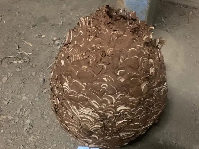 即日対応可能！6月空きあり！お家の危険をなくしましょう！サービスの画像