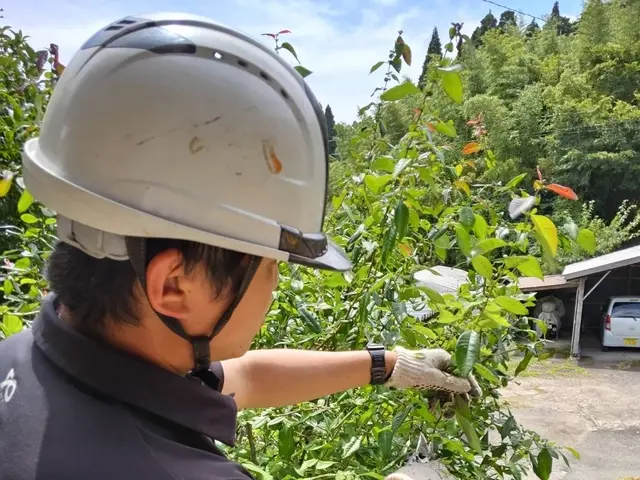 造園業業界歴10年以上・実績1000件以上の庭木剪定専門店です！サービスの画像