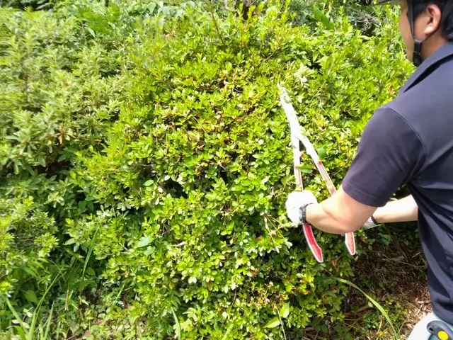 造園業業界歴10年以上・実績1000件以上の庭木剪定専門店です！サービスの画像