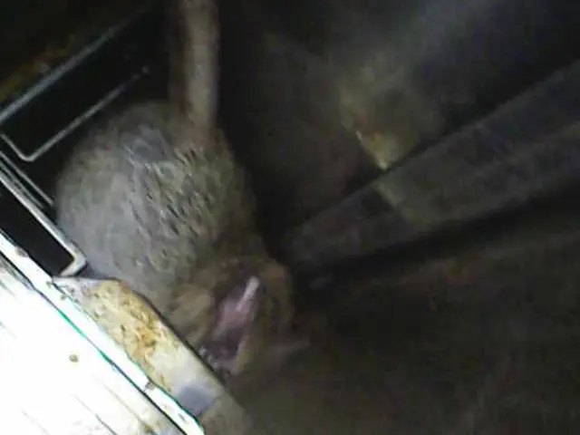 【日本防除品質管理機構 - 優良事業者認定店】が手掛けるネズミ駆除!!サービスの画像