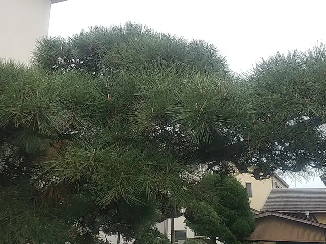 《損害保険加入済み☆》対応地域以外のご予約の相談可能です！サービスの画像