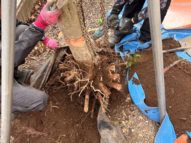 伐採・抜根のプロ！物価高のご時世に料金改定しました！2月ご予約は早めに！サービスの画像