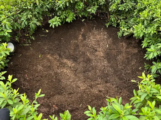 誠実対応！庭木の伐採・抜根専門店サービスの画像