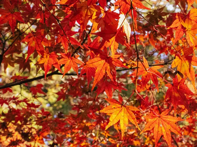 成長の喜びを残す“七五三ロケーション撮影”サービスの画像