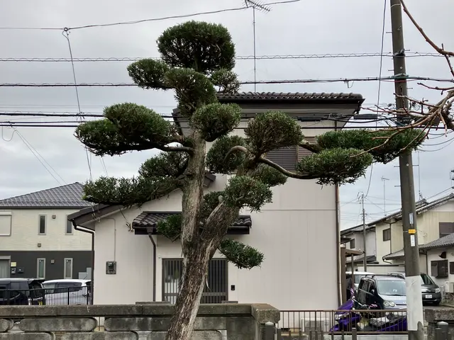 ◤庭が蘇る◢熟練職人が丁寧・スピーディに仕上げる庭木剪定サービスの画像