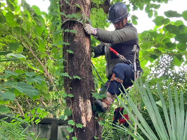 ◤庭が蘇る◢熟練職人が丁寧・スピーディに仕上げる庭木剪定サービスの画像