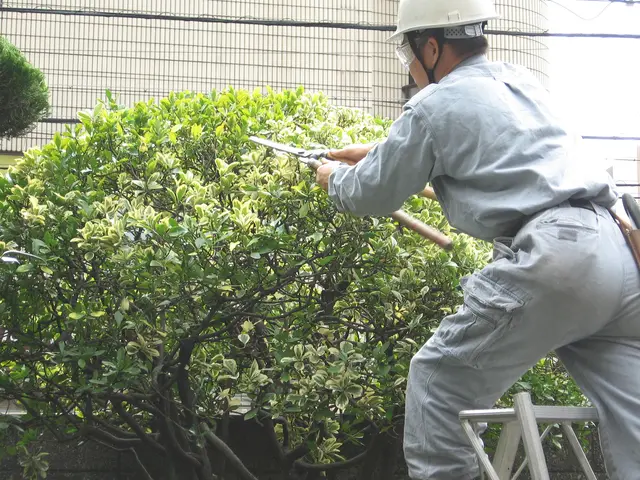 【安全でスッキリしたお庭に】職人歴23年、１級造園技能士の私がお伺いします。！サービスの画像