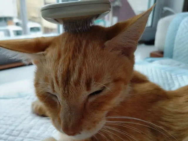 【看護師＋犬猫行動アナリスト】ペットシッター専業プロだから圧倒的安心感で大好評◎サービスの画像